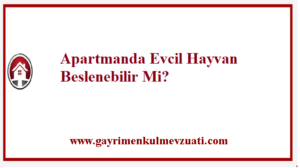 Apartmanda Evcil Hayvan Beslenebilir Mi? 1 Apartmanda Evcil Hayvan