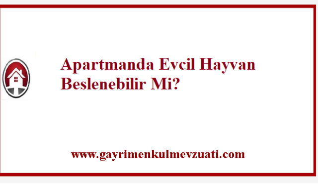 Apartmanda Evcil Hayvan