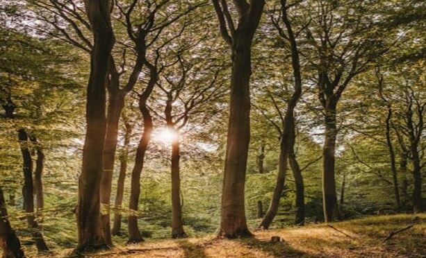 2/B Taşınmaz Satışında Tapu Verme ve Alıcı Adına Tescil 4 2/B Taşınmaz Satışında Tapu Verme ve Alıcı Adına Tescil